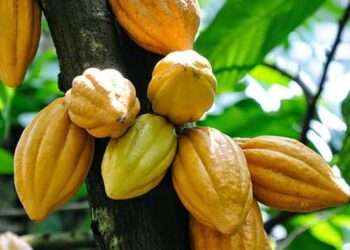 More Weakness in PBC Stocks Leaves GSE indexes lower