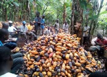 Ghana’s Cocoa Production Down By 54% In December 2021 - ICCO 9 Ghana’s Cocoa Production Down By 54% In December 2021 - ICCO