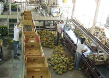 Ghana Records a Decline in Non-Traditional Exports, First Time in 5years