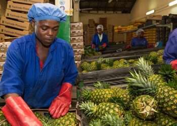 Chief Operating Officer of Ghana Incentive Risk-sharing System for Agriculture Lending (GIRSAL), Takyi Sraha, has revealed that his outfit has guaranteed loans of up to GHC390 million to some eighty agribusinesses in the country in the last two years.