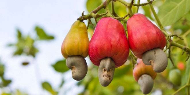 Cashew nut on tree