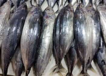 Tuna sector’s contribution To Ghana’s GDP on the Decline