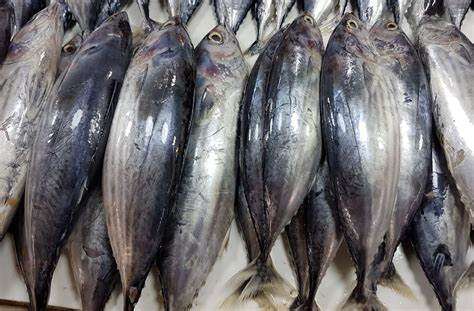 Tuna Sector’s Contribution To Ghana’s GDP On The Decline 1 Tuna sector’s contribution To Ghana’s GDP on the Decline