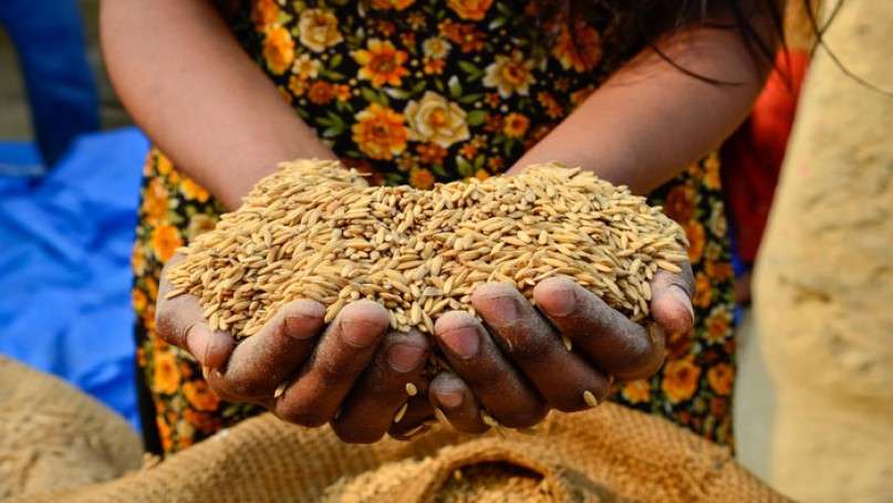 Ghana’s Food Security Is Under Control- Hon. Yaw Frimpong Addo To Ghanaians 2 timthumb