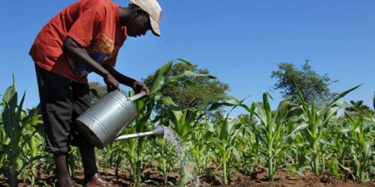 The Director-General of FAO, Qu Dongyu, has reassured that the world can still contain the impact on global food security with the right policies amidst the Russia-Ukraine crisis.