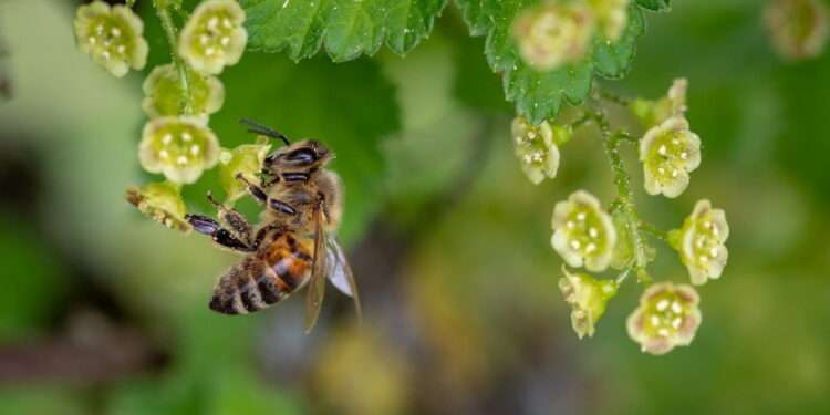 Bees