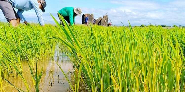 rice planting e1649873084793 768x512 1