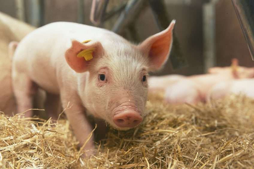001 553 IMG Pigsonstraw 848x565 1