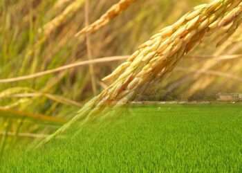 Agriculture is one of the keys to lasting peace