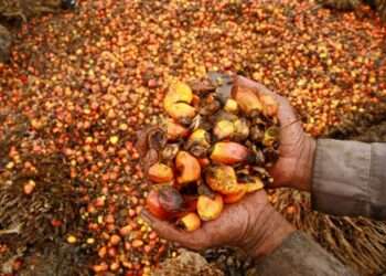 Palm fruits