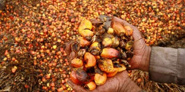 Palm fruits