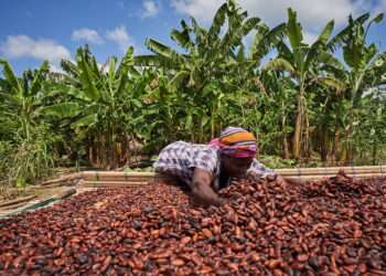 COCOBOD Announces closure of All Cocoa Purchasing Activities for The Main 2021/2022 Season 6 Cocoa beans on a drying mat