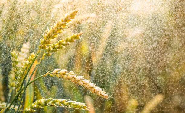The Rains Have Been Good, Access to Inputs a Hurdle- Richard Odzor 1 Rain drops falling on the field