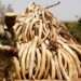 Zimbabwe To Quit CITES If Not Allowed To Sell Off Its Ivories Worth $600 Million 11 ivory pile 0