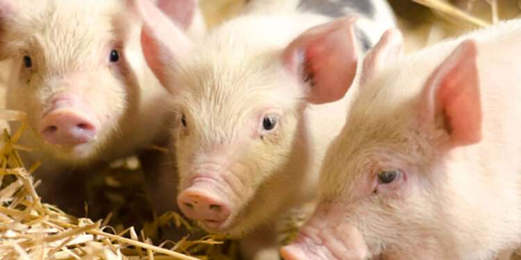 Pigs in a pen