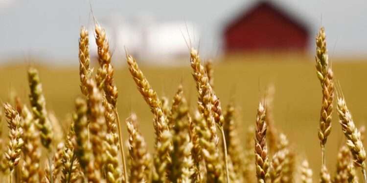 Grain on the field