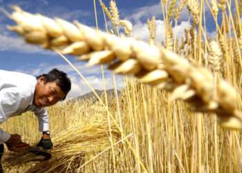 World Food prices dips