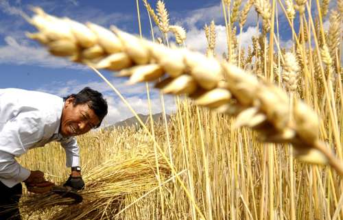 World Food Price Index Dips in May- FAO 1 World Food prices dips