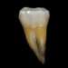 Belgium Hands Former Congolese President’s Tooth to Family 12 200511 homosapien tooth cs 917a