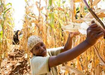 Smallholder Farmer harvesting maize
