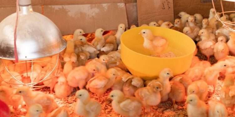 Day old chicks