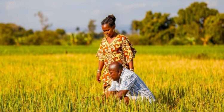 “Agriculture in Africa 2022”