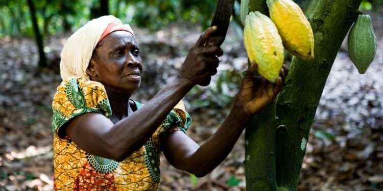 Prices Not Reflecting Shortfalls In Cocoa Arrivals In Côte d’Ivoire And Purchases In Ghana - ICCO