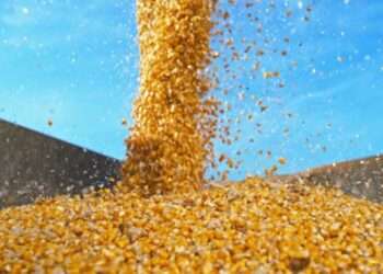 Maize grain