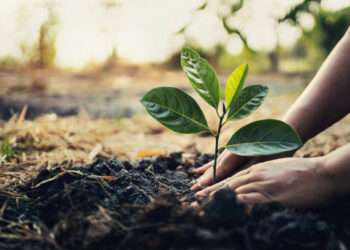 GRCS to Begin 'Ghana Tree Planting and Care Project' to Mitigate Climate Change 2 Ghana Red Cross Society Tree planting project