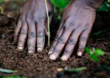 Tree nurtuting