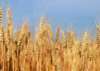 Global Food Commodity Prices Decline In July