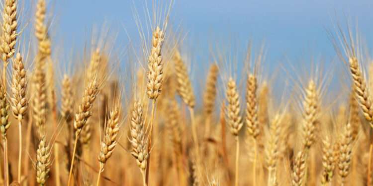 Global Food Commodity Prices Decline In July 1 Global Food Commodity Prices Decline In July