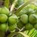Export Of Coconut And Coconut Derivatives Expected To Rise Considerably