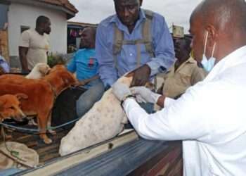 Ashanti Regional Veterinary Officer, Dr Mabel Abudu, has called for mass vaccination against rabies in the country.