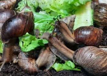 Snail Food and Feed