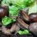 Snail Food and Feed