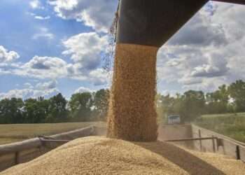 Russia Halting Ukraine Grain Exports Will Most Heavily Hit Those Already Facing Extreme Hunger, IRC Warns