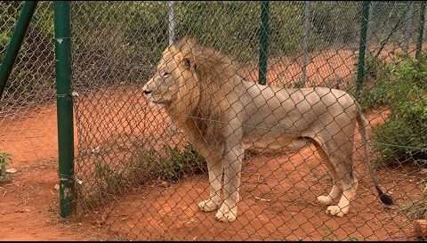 accra zoo e1661716938140