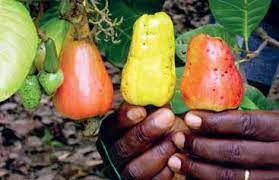 cashew