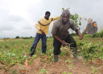 Majority of farmers sell all their produce due topoverty