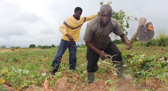 Majority of farmers sell all their produce due topoverty