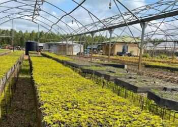 SEFA Approves $1million Reimbursable Grant To Develop Bioenergy Plants In Ghana And Sierra Leone