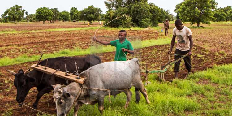 Food Becomes Rare After The Four-Month Harvesting Season, New Research