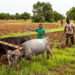Food Becomes Rare After The Four-Month Harvesting Season, New Research