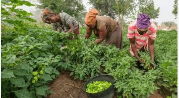 MSR project targets women youth and people with disabilities in the agricultural sector