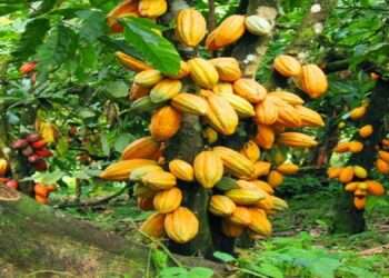 Market Forces Likely To Affect Cocoa Market In The 2022/23 Crop Season