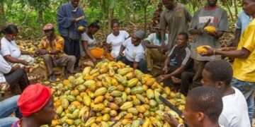 Cocoa formers will now enjoy pension after retirement