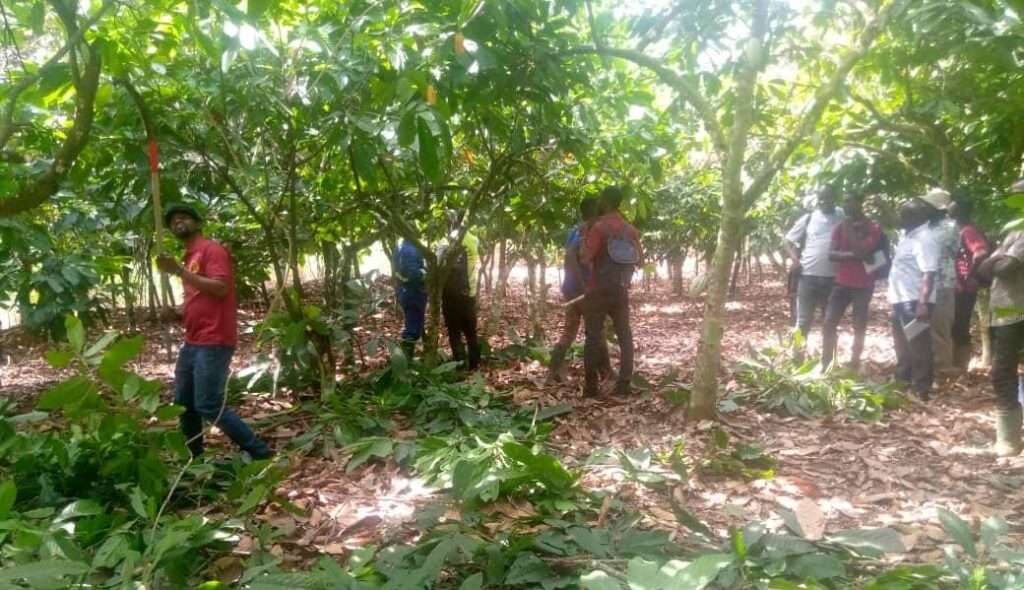 Social Cocoa Farmers 1