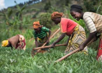 Peasant Farmers Urge Mahama to Prioritize Agriculture with Dynamic Leadership