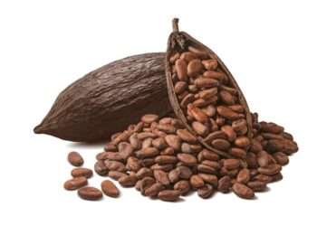 Cocoa smuggled out of Ghana on the rampancy